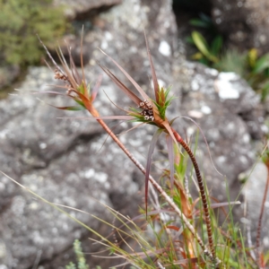 Dracophyllum secundum at Jerrawangala, NSW - 17 Apr 2024 02:33 PM