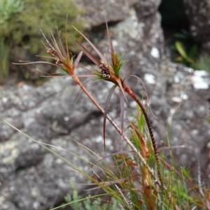 Dracophyllum secundum at Jerrawangala, NSW - 17 Apr 2024 02:33 PM