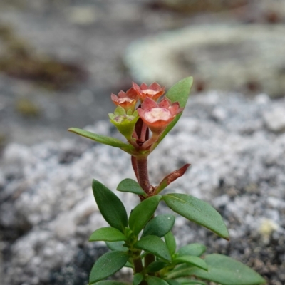 Pomax umbellata (A Pomax) at Jerrawangala, NSW - 17 Apr 2024 by RobG1