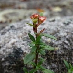 Pomax umbellata at Jerrawangala, NSW - 17 Apr 2024 02:38 PM