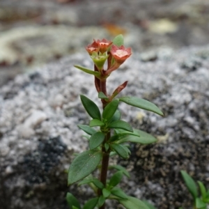 Pomax umbellata at Jerrawangala, NSW - 17 Apr 2024 02:38 PM