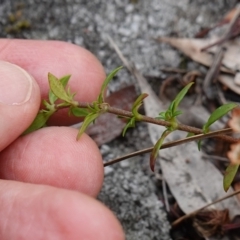 Pomax umbellata at Jerrawangala, NSW - 17 Apr 2024 02:38 PM