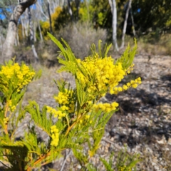 Acacia decurrens (Green Wattle) at Isaacs, ACT - 26 Aug 2024 by MatthewFrawley