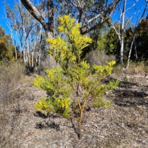 Acacia decurrens at Isaacs, ACT - 26 Aug 2024 02:35 PM