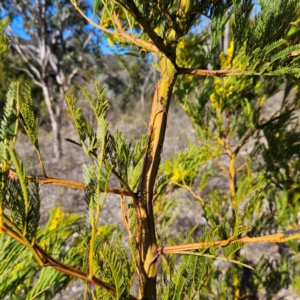 Acacia decurrens at Isaacs, ACT - 26 Aug 2024 02:35 PM