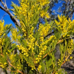 Acacia decurrens at Isaacs, ACT - 26 Aug 2024 02:35 PM