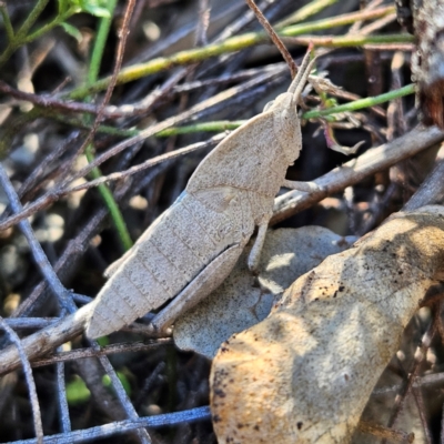 Goniaea australasiae (Gumleaf grasshopper) at Isaacs, ACT - 26 Aug 2024 by MatthewFrawley