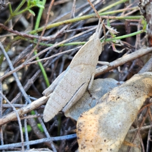 Goniaea australasiae at Isaacs, ACT - 26 Aug 2024