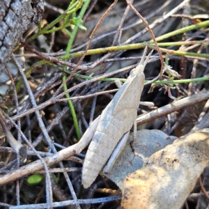 Goniaea australasiae at Isaacs, ACT - 26 Aug 2024