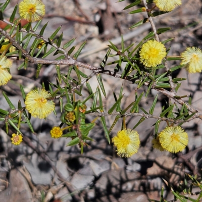 Acacia ulicifolia (Prickly Moses) at Isaacs, ACT - 26 Aug 2024 by MatthewFrawley