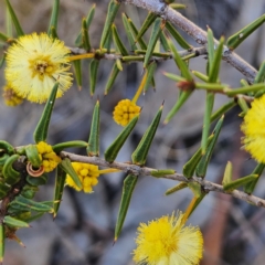 Acacia ulicifolia at Isaacs, ACT - 26 Aug 2024 01:48 PM