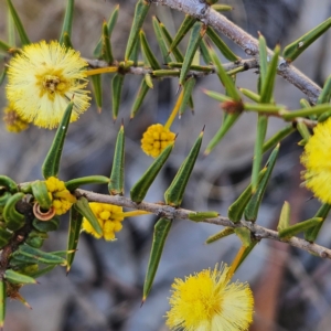 Acacia ulicifolia at Isaacs, ACT - 26 Aug 2024 01:48 PM