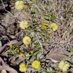 Acacia ulicifolia at Isaacs, ACT - 26 Aug 2024 01:48 PM