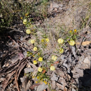 Acacia ulicifolia at Isaacs, ACT - 26 Aug 2024 01:48 PM