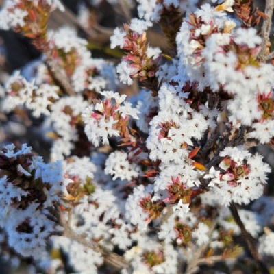 Styphelia attenuatus (Small-leaved Beard Heath) at Isaacs, ACT - 26 Aug 2024 by MatthewFrawley