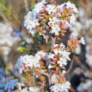 Styphelia attenuata at Isaacs, ACT - 26 Aug 2024