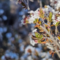 Styphelia attenuata at Isaacs, ACT - 26 Aug 2024