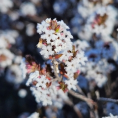 Styphelia attenuata at Isaacs, ACT - 26 Aug 2024