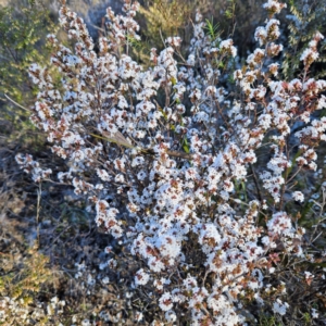 Styphelia attenuata at Isaacs, ACT - 26 Aug 2024