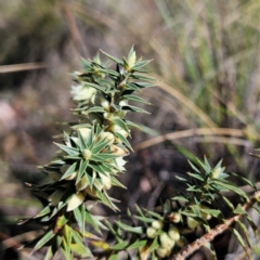 Melichrus urceolatus (Urn Heath) at Isaacs, ACT - 26 Aug 2024 by MatthewFrawley