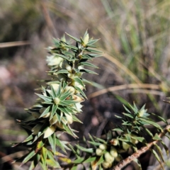 Melichrus urceolatus (Urn Heath) at Isaacs, ACT - 26 Aug 2024 by MatthewFrawley