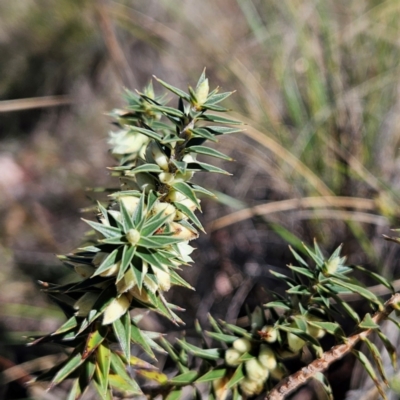 Melichrus urceolatus (Urn Heath) at Isaacs, ACT - 26 Aug 2024 by MatthewFrawley