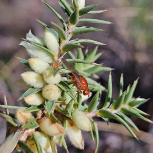 Rhagadolyra magnicornis at Isaacs, ACT - 26 Aug 2024