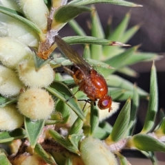 Rhagadolyra magnicornis at Isaacs, ACT - 26 Aug 2024