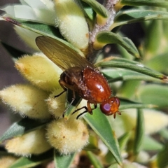 Rhagadolyra magnicornis at Isaacs, ACT - 26 Aug 2024