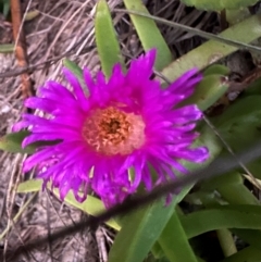 Carpobrotus rossii at Angourie, NSW - 26 Aug 2024 by lbradley