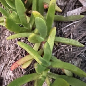 Carpobrotus rossii at Angourie, NSW - 26 Aug 2024