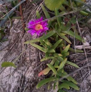 Carpobrotus rossii at Angourie, NSW - 26 Aug 2024