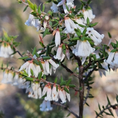 Styphelia fletcheri subsp. brevisepala (Twin Flower Beard-Heath) at Isaacs, ACT - 26 Aug 2024 by MatthewFrawley