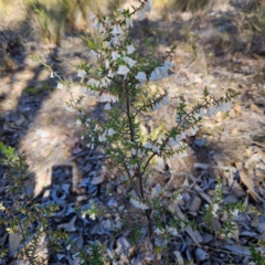 Styphelia fletcheri subsp. brevisepala at Isaacs, ACT - 26 Aug 2024