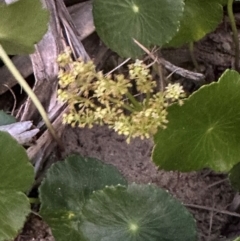 Hydrocotyle bonariensis (Pennywort) at Angourie, NSW - 26 Aug 2024 by lbradley