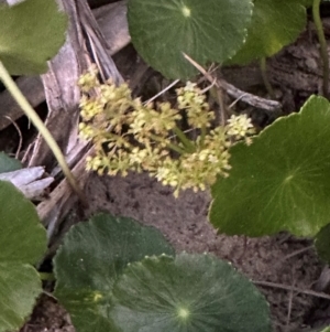 Hydrocotyle bonariensis at Angourie, NSW - 26 Aug 2024