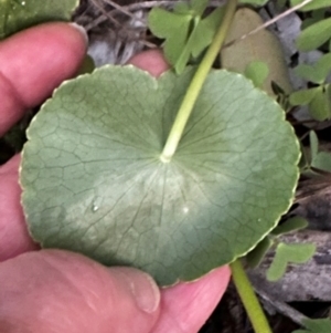 Hydrocotyle bonariensis at Angourie, NSW - 26 Aug 2024