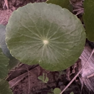 Hydrocotyle bonariensis at Angourie, NSW - 26 Aug 2024