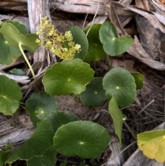 Hydrocotyle bonariensis at Angourie, NSW - 26 Aug 2024