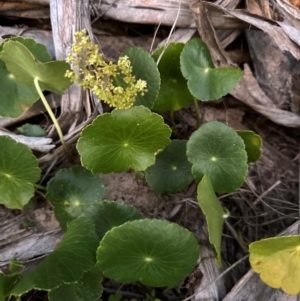 Hydrocotyle bonariensis at Angourie, NSW - 26 Aug 2024