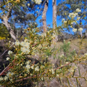 Acacia genistifolia at Isaacs, ACT - 26 Aug 2024