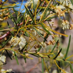 Acacia genistifolia at Isaacs, ACT - 26 Aug 2024 01:58 PM