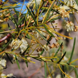 Acacia genistifolia at Isaacs, ACT - 26 Aug 2024