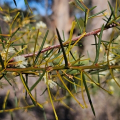 Acacia genistifolia at Isaacs, ACT - 26 Aug 2024