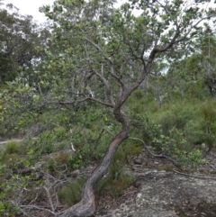 Syncarpia glomulifera subsp. glomulifera (Turpentine) at Jerrawangala, NSW - 17 Apr 2024 by RobG1