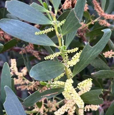 Acacia longifolia subsp. sophorae (Coast Wattle) at Angourie, NSW - 26 Aug 2024 by lbradley