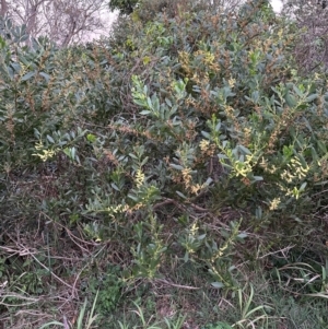 Acacia longifolia subsp. sophorae at Angourie, NSW - 26 Aug 2024 05:29 PM