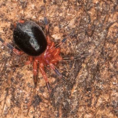 Scotospilus sp. (genus) (A dwarf sheet spider) at Flynn, ACT - 26 Aug 2024 by kasiaaus