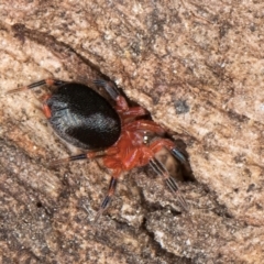 Scotospilus sp. (genus) at Flynn, ACT - 26 Aug 2024