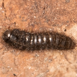 Ecnolagria sp. (genus) at Flynn, ACT - 26 Aug 2024 01:34 PM